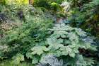 USA- Washington State. Bellevue Botanical garden and shade garden Art Print